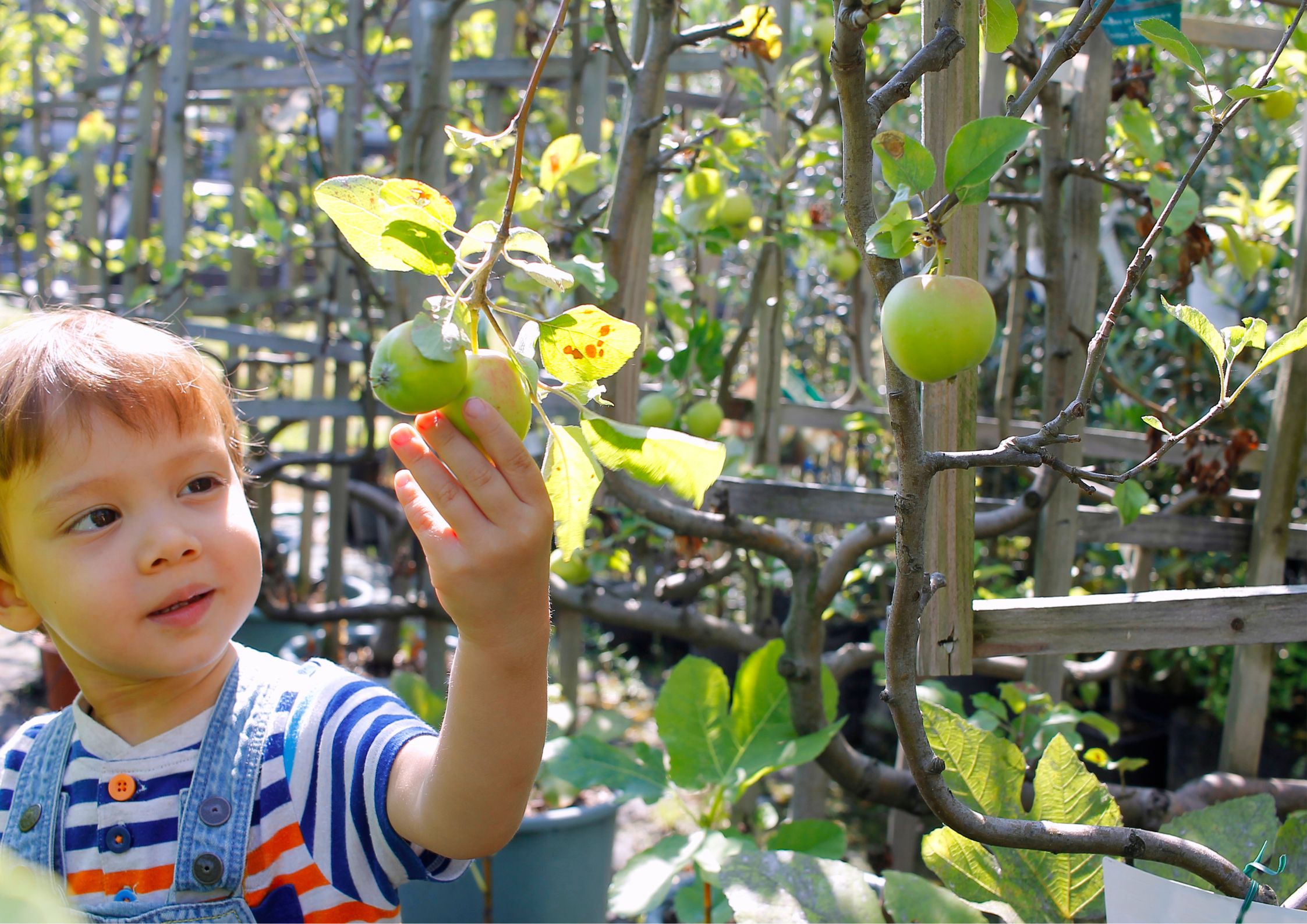 Sensory Garden